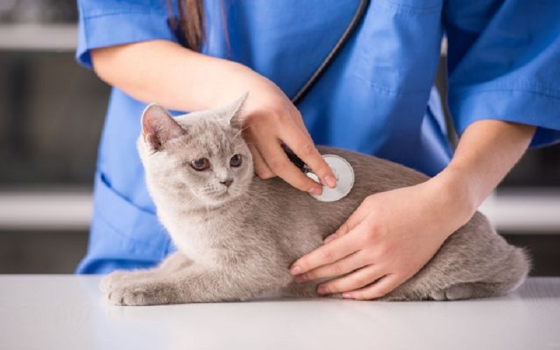 36121278 - veterinarian doctor is making a check up of a cute beautiful cat.